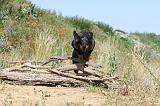 BEAUCERON 253